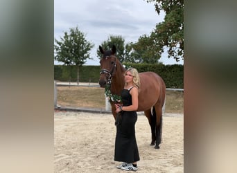 Französischer Traber, Stute, 5 Jahre, 165 cm, Brauner
