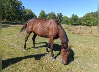 Französischer Traber, Stute, 6 Jahre, 158 cm, Brauner