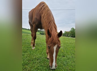 Französischer Traber, Stute, 6 Jahre, 160 cm, Fuchs