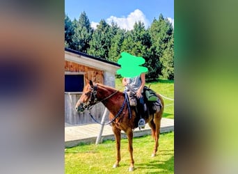 Französischer Traber, Stute, 6 Jahre, 165 cm, Fuchs