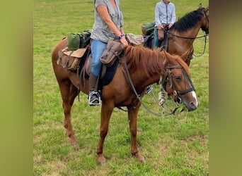 Französischer Traber, Stute, 6 Jahre, 165 cm, Fuchs