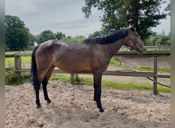 Französischer Traber, Stute, 6 Jahre, 168 cm, Brauner