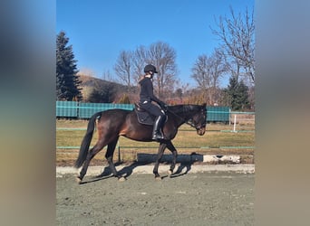 Französischer Traber, Stute, 6 Jahre, 168 cm, Dunkelbrauner