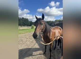 Französischer Traber, Stute, 7 Jahre, 157 cm