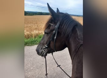 Französischer Traber, Stute, 7 Jahre, 165 cm, Rappe