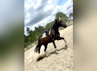 Französischer Traber, Stute, 7 Jahre, 170 cm, Dunkelbrauner