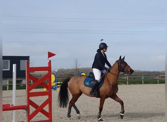 Französischer Traber, Stute, 8 Jahre, 146 cm, Brauner