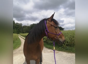 Französischer Traber, Stute, 8 Jahre, 160 cm, Brauner