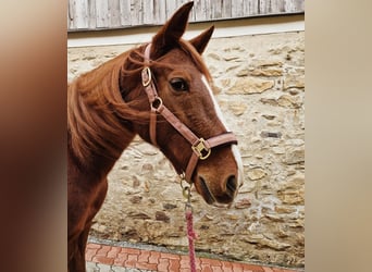 Französischer Traber, Stute, 8 Jahre, 160 cm, Fuchs