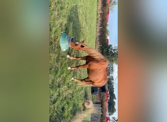Französischer Traber, Stute, 8 Jahre, 165 cm, Fuchs