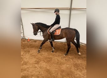 Französischer Traber, Stute, 8 Jahre, Brauner