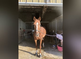 Französischer Traber, Stute, 9 Jahre, 163 cm, Fuchs