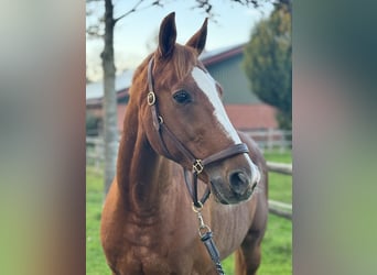 Französischer Traber, Wallach, 10 Jahre, 160 cm, Fuchs