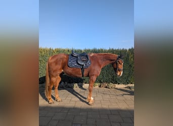 Französischer Traber, Wallach, 11 Jahre, 150 cm, Fuchs