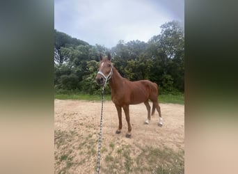 Französischer Traber, Wallach, 11 Jahre, 155 cm, Fuchs