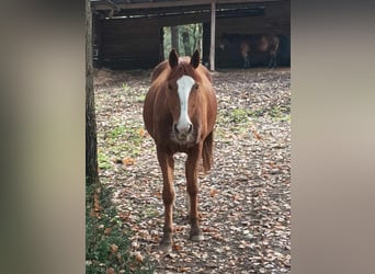 Französischer Traber, Wallach, 11 Jahre, 160 cm, Fuchs