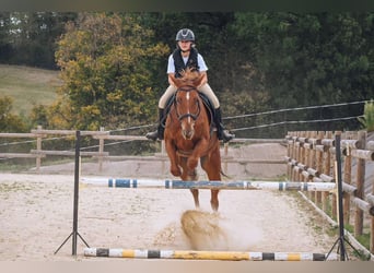 Französischer Traber, Wallach, 11 Jahre, 165 cm, Fuchs