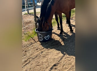 Französischer Traber, Wallach, 11 Jahre, 174 cm, Brauner