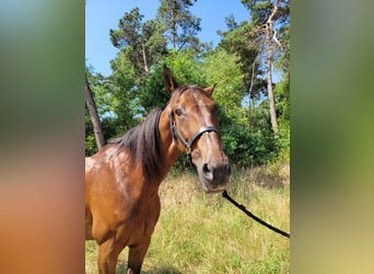 Französischer Traber, Wallach, 12 Jahre, 170 cm, Brauner