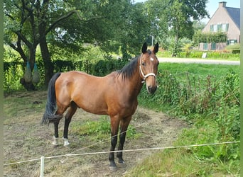 Französischer Traber, Wallach, 13 Jahre, 165 cm, Brauner