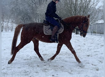 Französischer Traber, Wallach, 13 Jahre, 166 cm, Fuchs