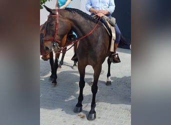 Französischer Traber, Wallach, 13 Jahre, 173 cm, Dunkelbrauner
