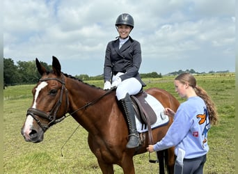 Französischer Traber, Wallach, 14 Jahre, 163 cm, Brauner