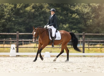 Französischer Traber, Wallach, 15 Jahre, 163 cm, Brauner