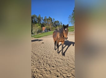 Französischer Traber, Wallach, 15 Jahre, 163 cm, Brauner