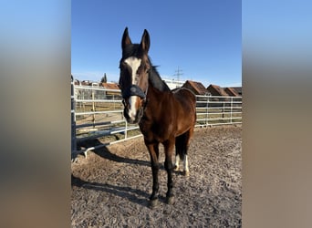 Französischer Traber Mix, Wallach, 16 Jahre, 165 cm, Brauner