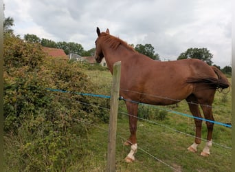 Französischer Traber, Wallach, 17 Jahre, Fuchs