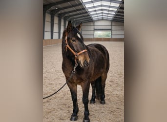 Französischer Traber, Wallach, 3 Jahre, 160 cm, Brauner