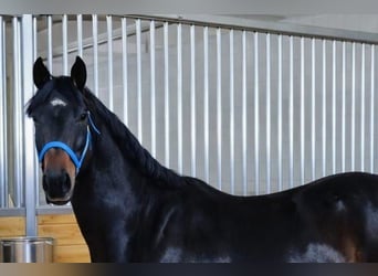 Französischer Traber, Wallach, 3 Jahre, 160 cm, Brauner