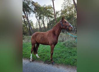 Französischer Traber, Wallach, 3 Jahre, 160 cm, Fuchs