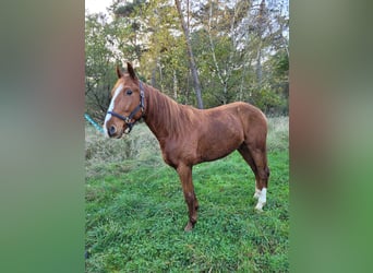 Französischer Traber, Wallach, 3 Jahre, 160 cm, Fuchs