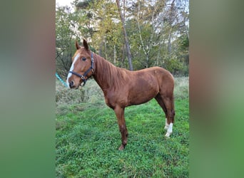 Französischer Traber, Wallach, 3 Jahre, 160 cm, Fuchs