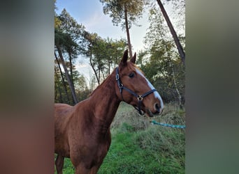 Französischer Traber, Wallach, 3 Jahre, 160 cm, Fuchs