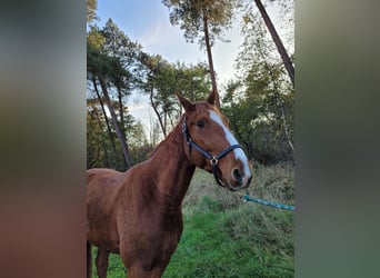 Französischer Traber, Wallach, 3 Jahre, 160 cm, Fuchs