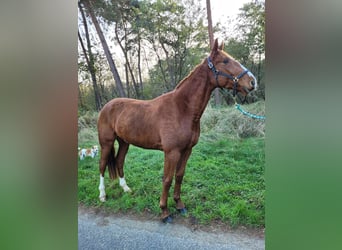 Französischer Traber, Wallach, 3 Jahre, 160 cm, Fuchs