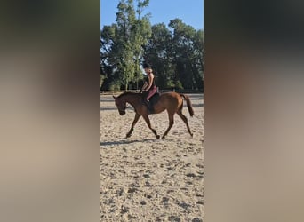 Französischer Traber, Wallach, 3 Jahre, 162 cm, Fuchs