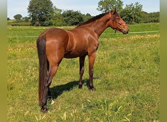 Französischer Traber Mix, Wallach, 3 Jahre, 165 cm, Brauner