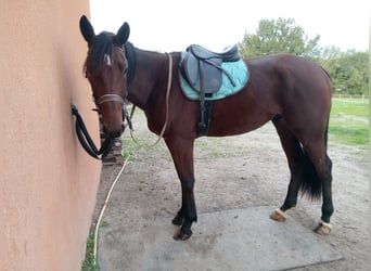 Französischer Traber, Wallach, 3 Jahre, 175 cm, Brauner