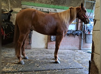Französischer Traber, Wallach, 4 Jahre, 162 cm, Fuchs