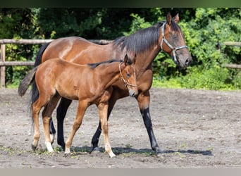 Französischer Traber, Wallach, 4 Jahre, 163 cm, Dunkelbrauner