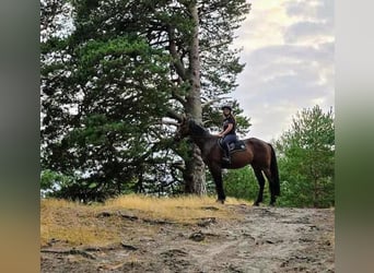 Französischer Traber, Wallach, 4 Jahre, 170 cm, Dunkelbrauner