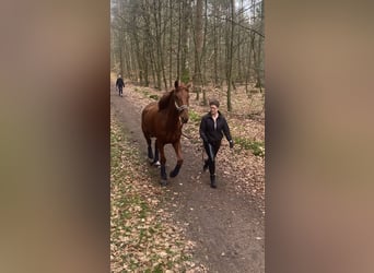 Französischer Traber, Wallach, 4 Jahre, 170 cm, Fuchs