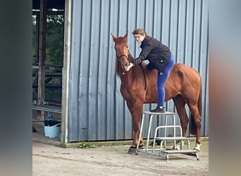 Französischer Traber, Wallach, 4 Jahre, 170 cm, Fuchs