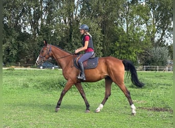 Französischer Traber, Wallach, 4 Jahre, 64 cm, Brauner