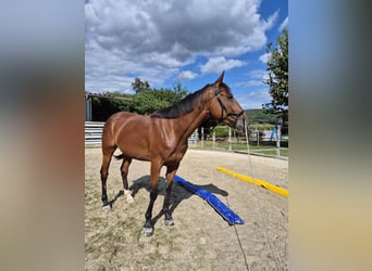 Französischer Traber, Wallach, 5 Jahre, 160 cm, Brauner