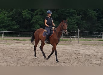Französischer Traber, Wallach, 5 Jahre, 165 cm, Brauner